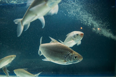 Fish swimming in sea