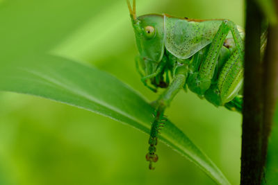 Close-up of insect on leaf