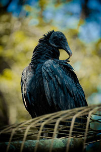 Close-up of bird perching on a tree