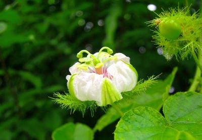 Close-up of white flowering plant