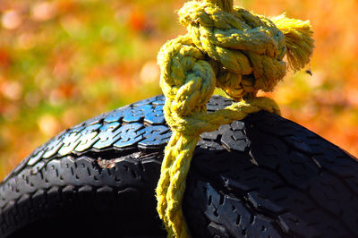 Close-up of tire swing