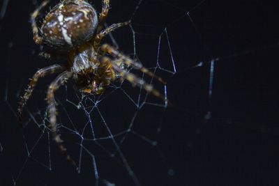 Close-up of spider web