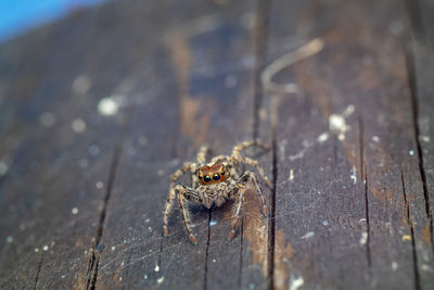 Close-up of spider on wood