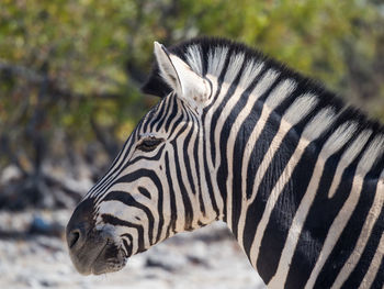 Close-up of zebra