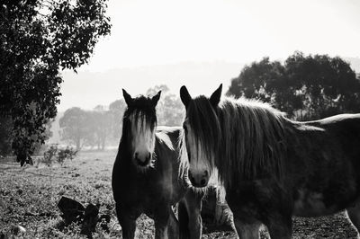 Side view of hairy horse against clear sky