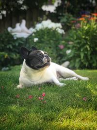 Close-up of a dog on field