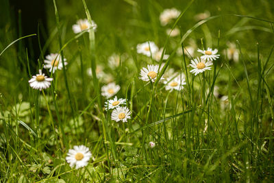 Close-up of white daisy flowers on field