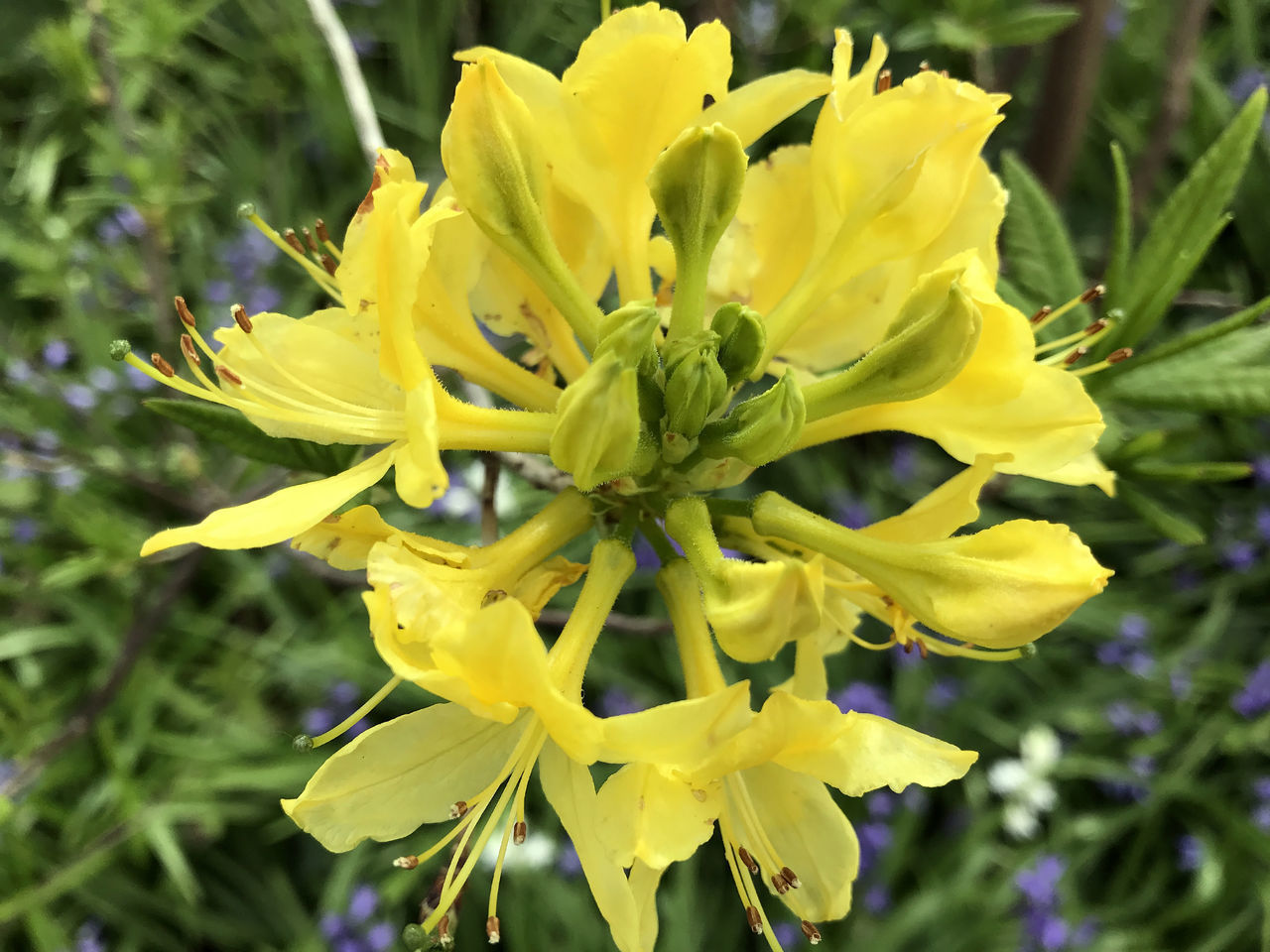 CLOSE-UP OF YELLOW FLOWERS