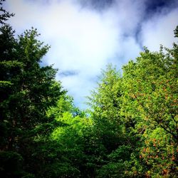 Low angle view of trees against cloudy sky