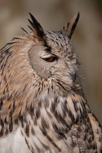 Close-up of horned owl