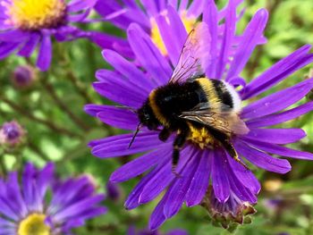 Close-up of bee pollinating on purple flower