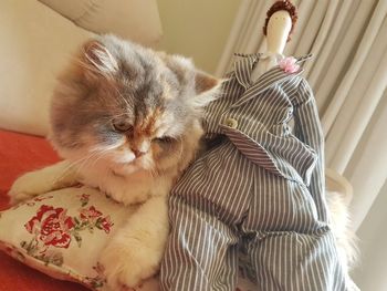 Cat relaxing on bed