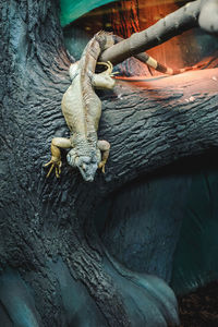 Close-up of lizard on tree trunk