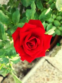 Close-up of red rose blooming outdoors