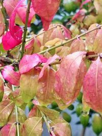 Close-up of pink flowers blooming outdoors