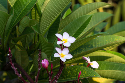 Close-up of frangipani on plant