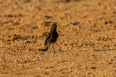 Side view of a bird on field