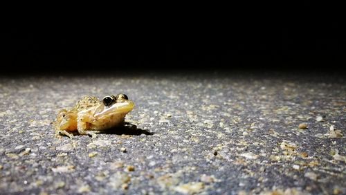 Close-up of frog on the road