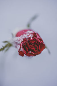 Close-up of red rose on white background