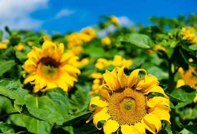 Close-up of yellow flowering plant