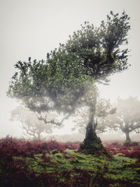 Low angle view of trees on field against sky