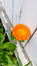 Close-up of yellow flower blooming outdoors