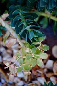 Close-up of succulent plant