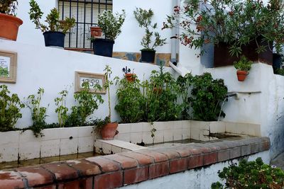 Potted plants outside house