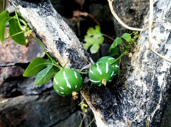 Close-up of plant growing on tree trunk