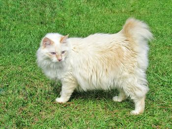 High angle view of cat on grass