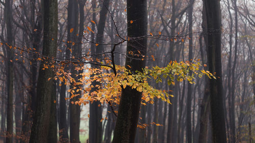 Close-up of autumn leaves in forest