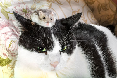 Close-up of rat sitting on cat at home