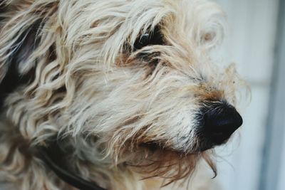 Close-up of dog