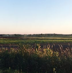 Scenic view of field against clear sky during sunset