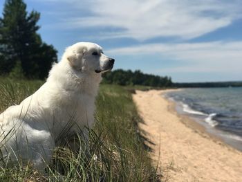 High angle view of golden retriever against sky