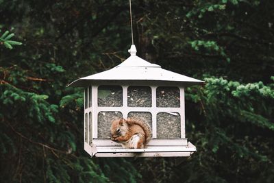 High angle view of bird on birdhouse