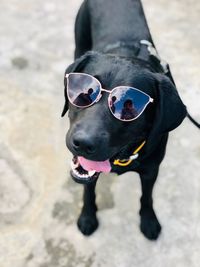 Black labrador wearing sunglasses