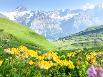 Scenic view of flowering plants and mountains against sky