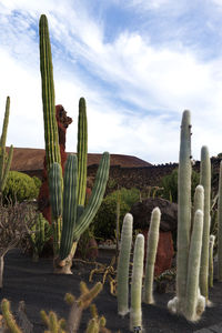 Cactus growing on field against sky