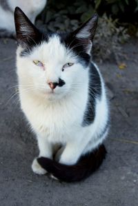 Close-up portrait of cat