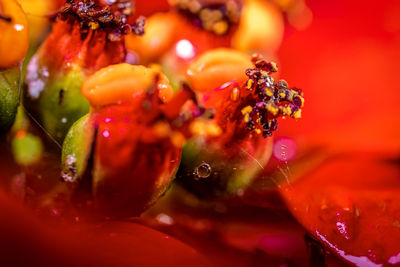 Macro shot of water drops on fruit