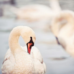 Close-up of swan