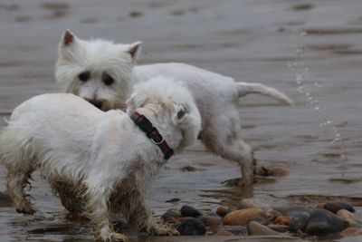 Close-up of dog on beach