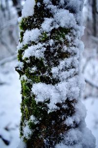 Close-up of frozen tree on field