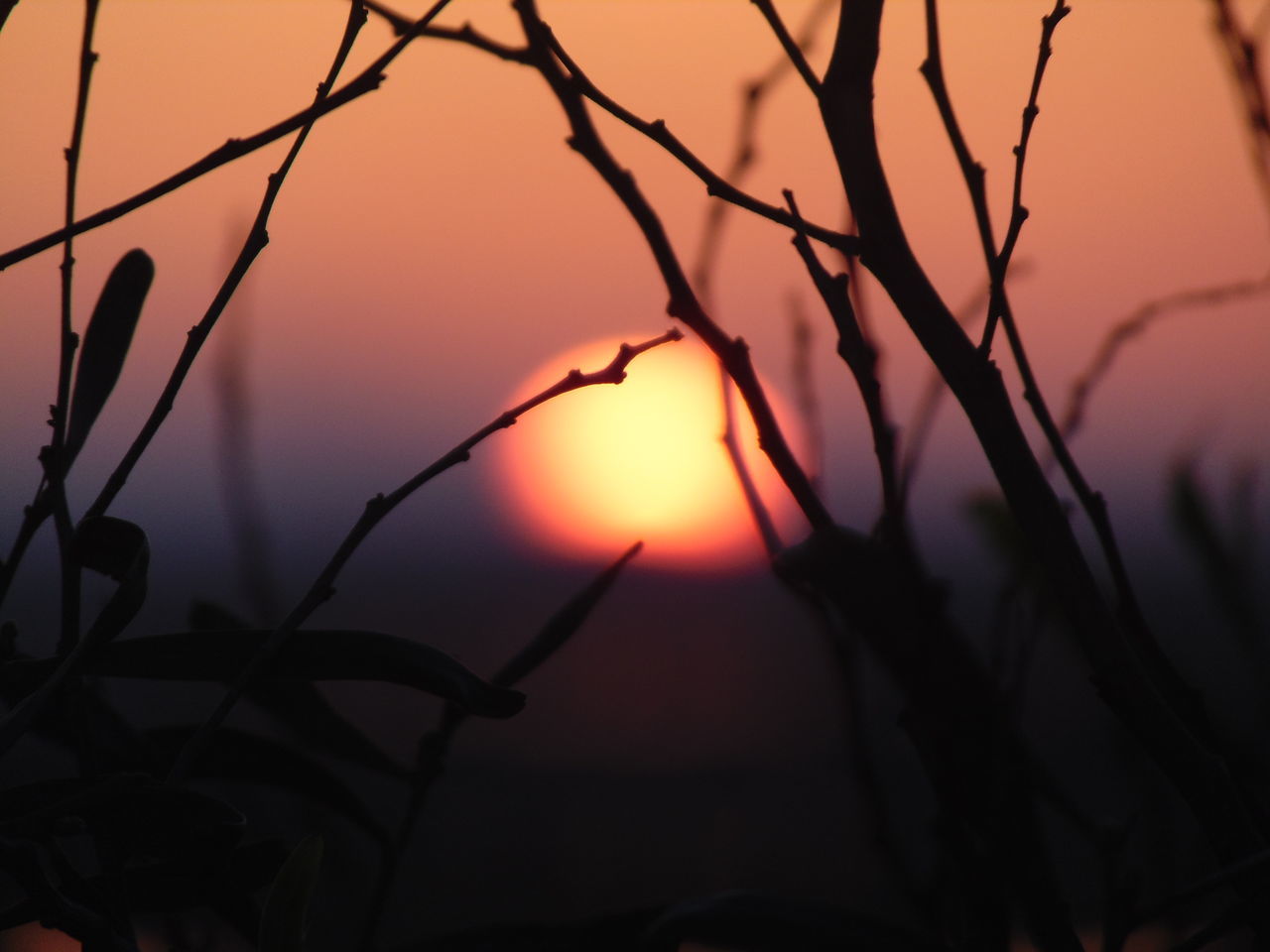 sunset, sun, orange color, beauty in nature, nature, silhouette, scenics, no people, outdoors, sky, tranquil scene, focus on foreground, tree, sunlight, close-up, branch, day