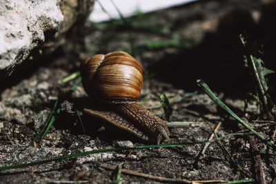 Close-up of snail on land