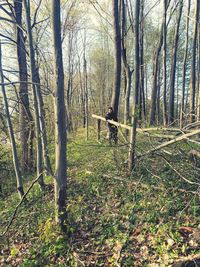 Trees in forest