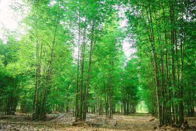 Trees in forest