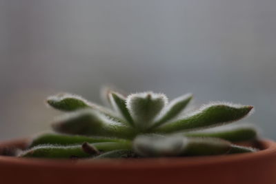 Close-up of small potted plant