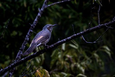 Low angle view of bird perching on tree